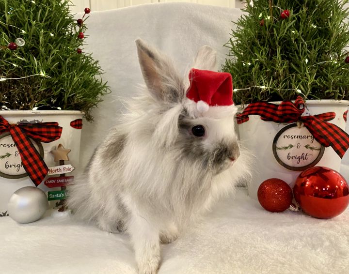 Sven, an adopted Lionhead in Woburn, MA_image-2
