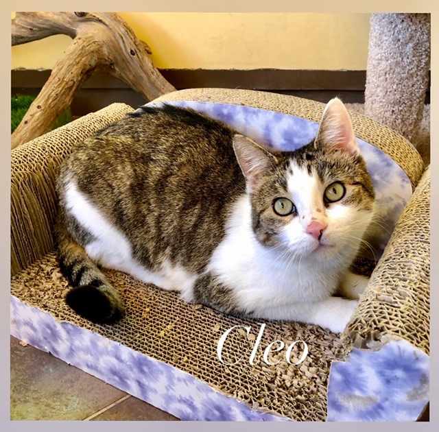 Cleo, an adopted Domestic Short Hair Mix in Kingwood, TX_image-1