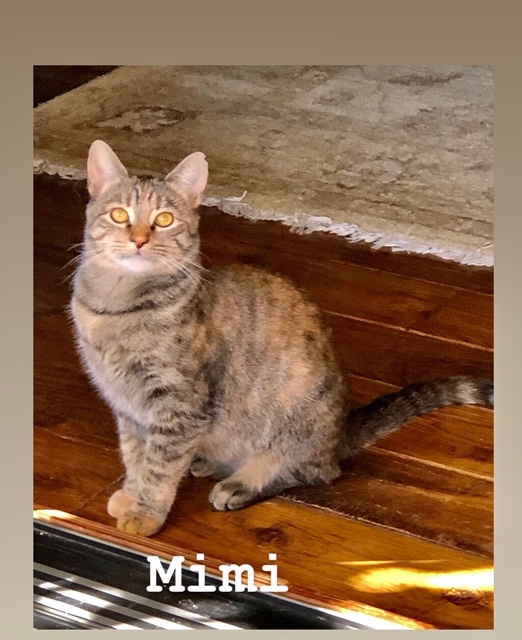 Mimi 3