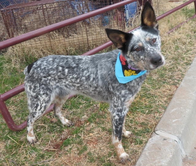 BEAU 352133 *OnTuesdayEuthanasiaList, an adoptable Australian Cattle Dog / Blue Heeler in Oklahoma City, OK, 73129 | Photo Image 1