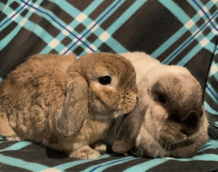 Jack & Lana, an adopted Mini Lop & Holland Lop Mix in Woburn, MA_image-1