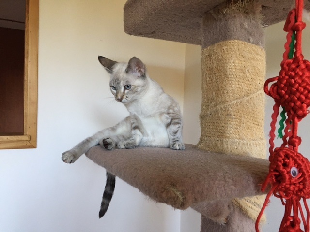 Isa and Bella, an adopted Siamese & Domestic Short Hair Mix in Berkeley, CA_image-4