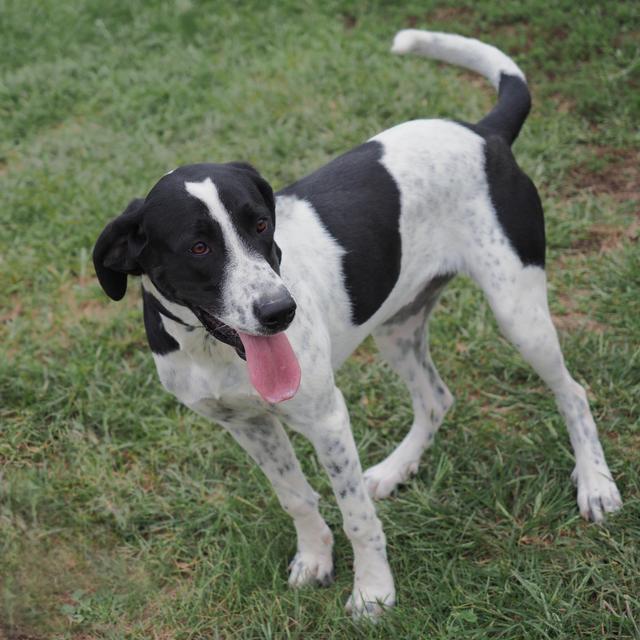 Laker(Gracie), an adoptable Great Dane, Hound in Washburn, MO, 65772 | Photo Image 1