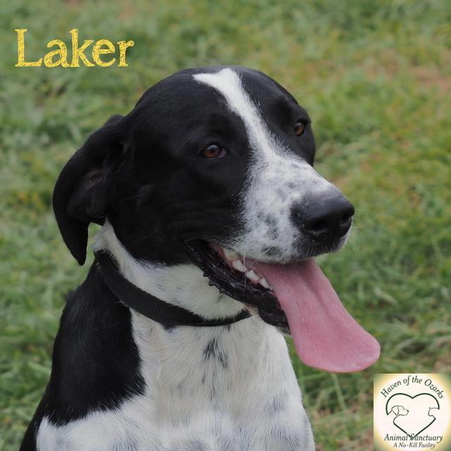 Laker(Gracie), an adoptable Great Dane, Hound in Washburn, MO, 65772 | Photo Image 2