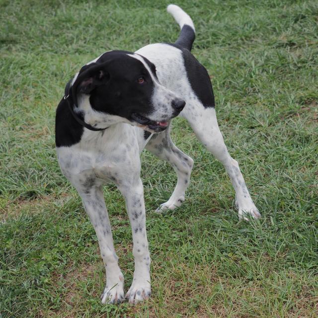 Laker(Gracie), an adoptable Great Dane, Hound in Washburn, MO, 65772 | Photo Image 3