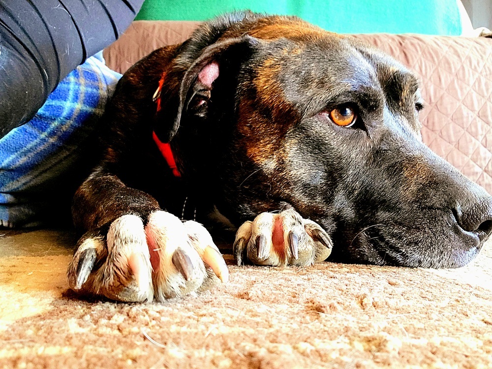 Donnie, an adoptable Pit Bull Terrier in Lorain, OH, 44052 | Photo Image 1