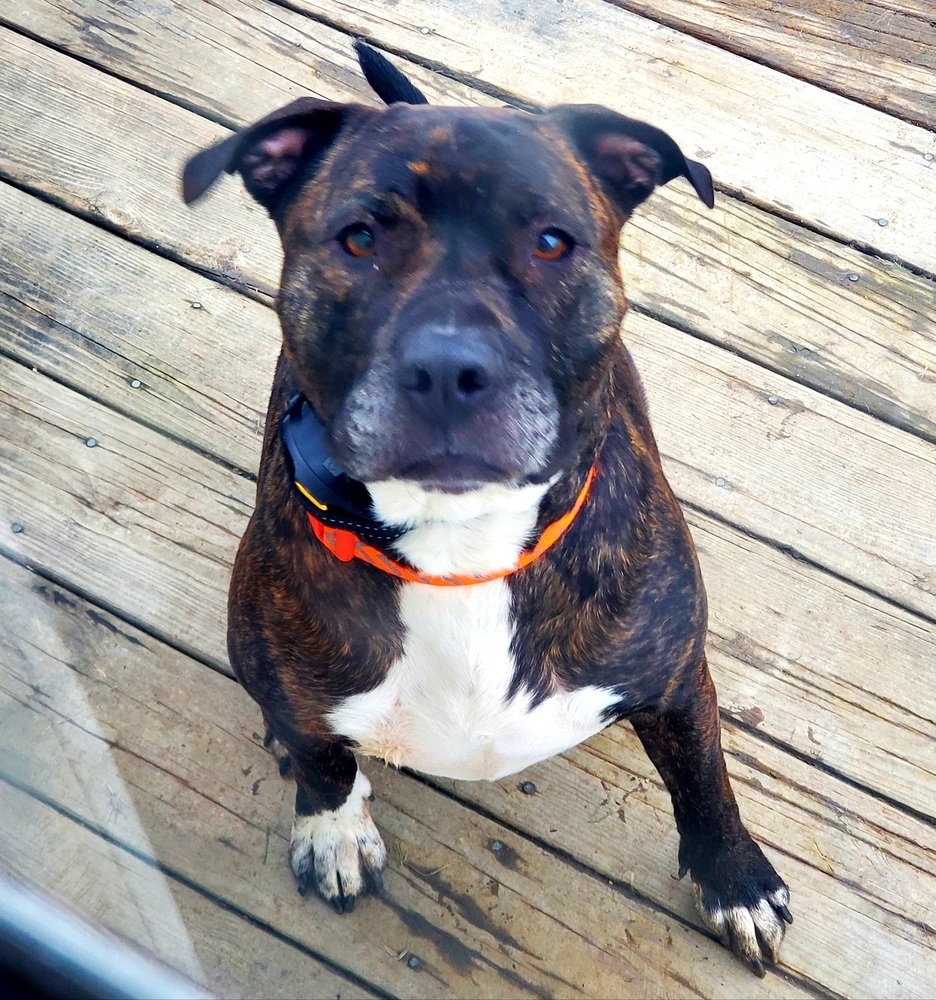 Donnie, an adoptable Pit Bull Terrier in Lorain, OH, 44052 | Photo Image 3