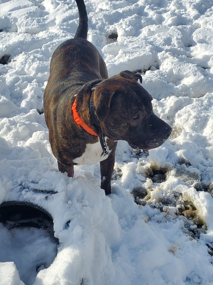 Donnie, an adoptable Pit Bull Terrier in Lorain, OH, 44052 | Photo Image 4