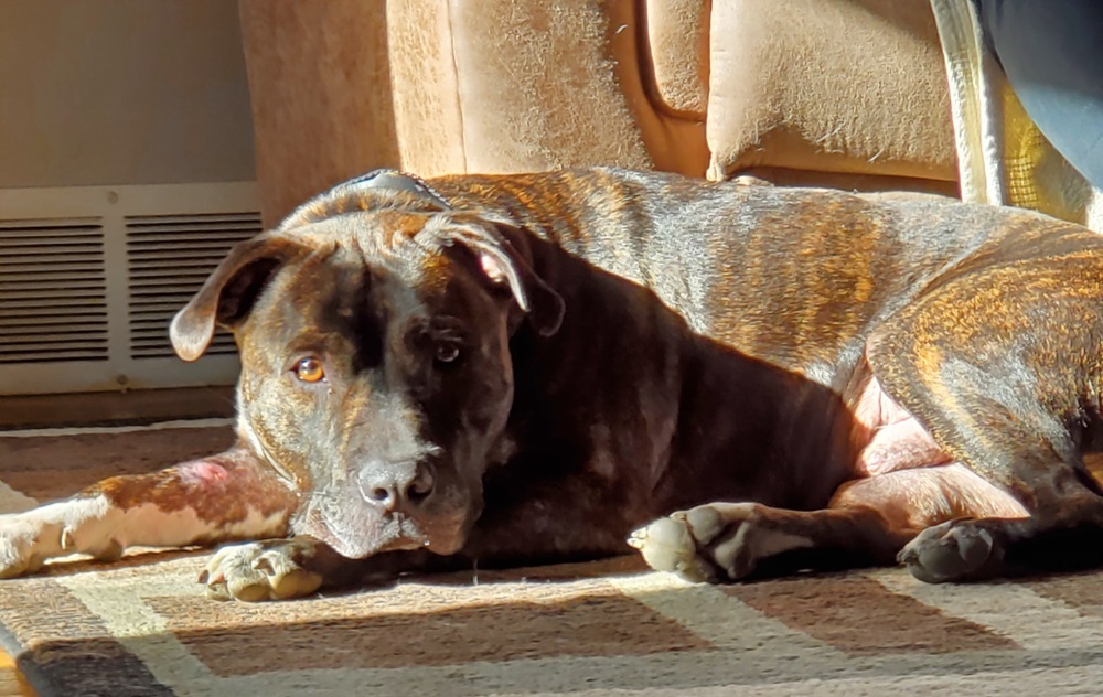 Donnie, an adoptable Pit Bull Terrier in Lorain, OH, 44052 | Photo Image 6