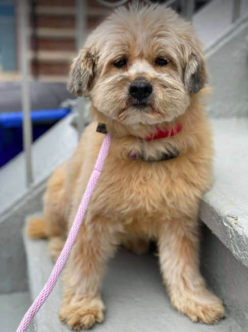 Jingjing, an adopted Cockapoo Mix in Brooklyn, NY_image-1