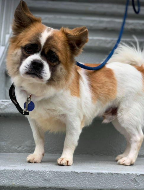 Goopy, an adopted Pekingese & Jack Russell Terrier Mix in Brooklyn, NY_image-4