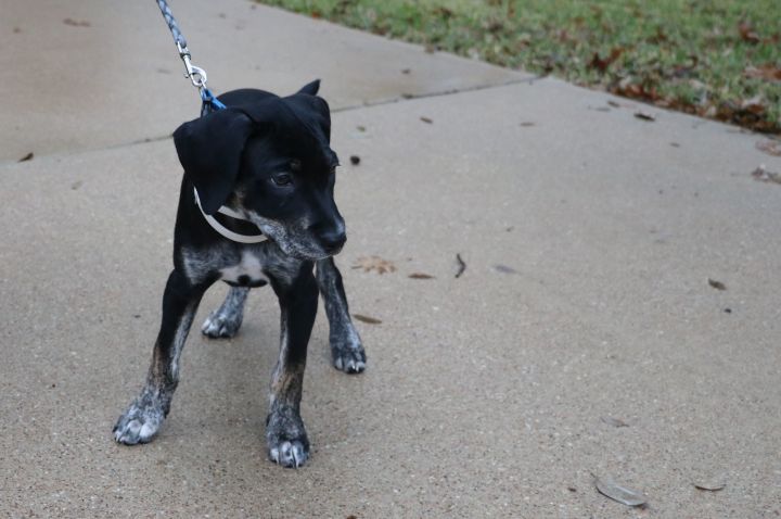 Rye, an adopted Catahoula Leopard Dog & Hound Mix in Pflugerville, TX_image-2