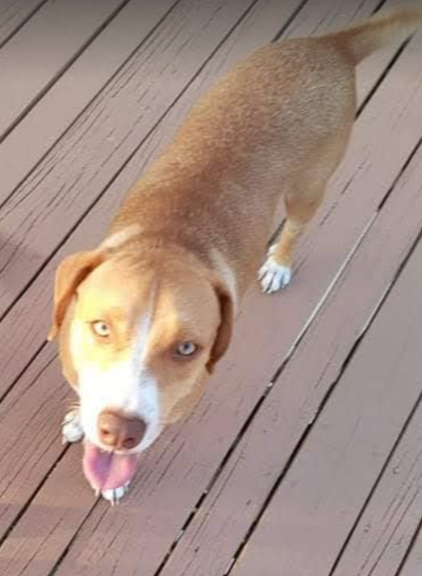 Jethro, an adopted Labrador Retriever Mix in Huntington, NY_image-2
