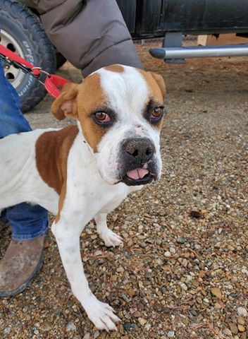 CALAMITY JANE, an adopted Boxer in Kuna, ID_image-1