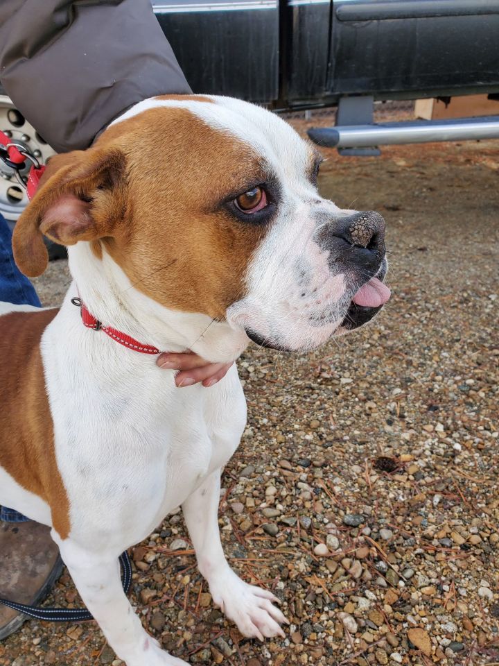 CALAMITY JANE, an adopted Boxer in Kuna, ID_image-2