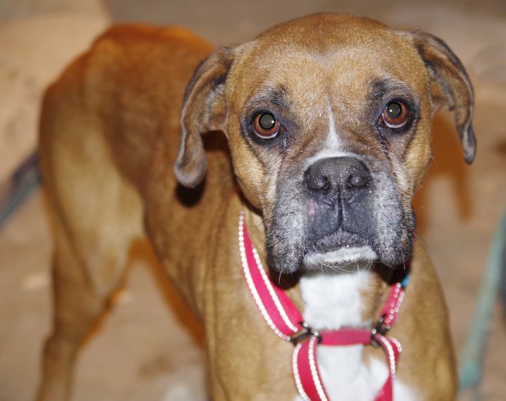 VANILLA, an adopted Boxer in Kuna, ID_image-1