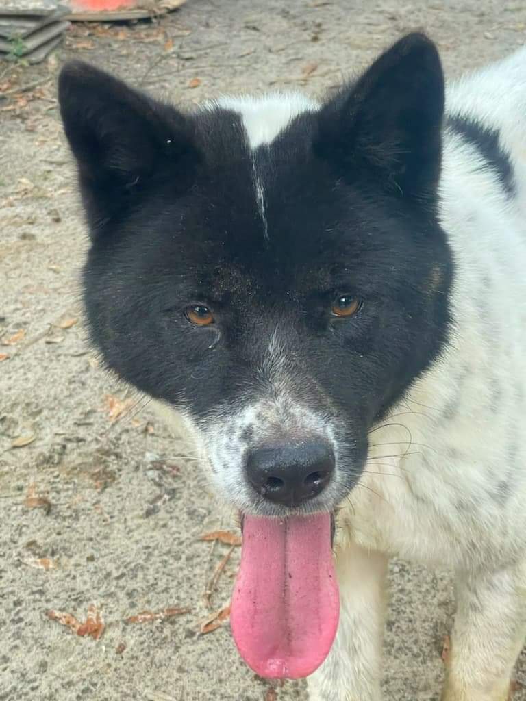 Tina, an adoptable Akita in Jacksonville, FL, 32207 | Photo Image 1