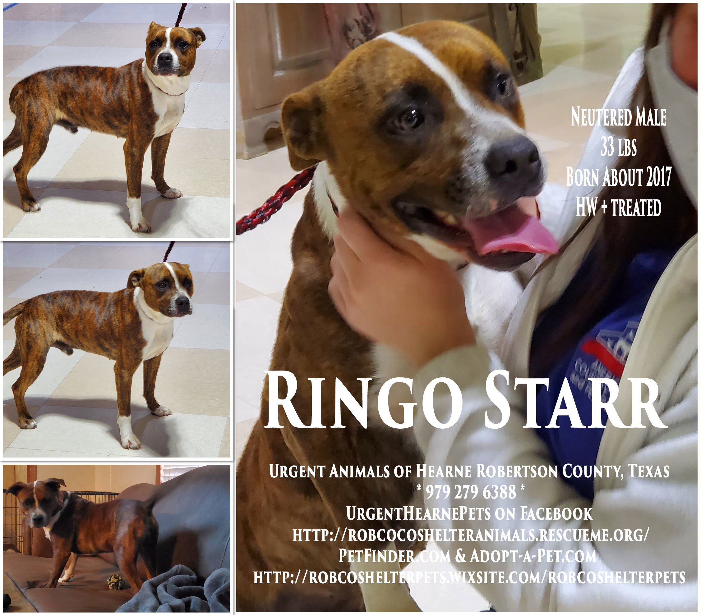 Ringo Starr, an adoptable Catahoula Leopard Dog, Australian Cattle Dog / Blue Heeler in Hearne, TX, 77859 | Photo Image 1