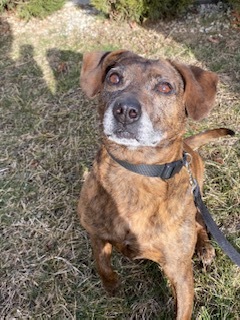 Brando, an adoptable Boxer, Beagle in Terryville, CT, 06786 | Photo Image 1
