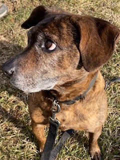 Brando, an adoptable Boxer, Beagle in Terryville, CT, 06786 | Photo Image 2