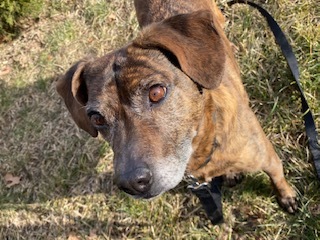 Brando, an adoptable Boxer, Beagle in Terryville, CT, 06786 | Photo Image 3