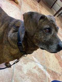 Brando, an adoptable Boxer, Beagle in Terryville, CT, 06786 | Photo Image 4