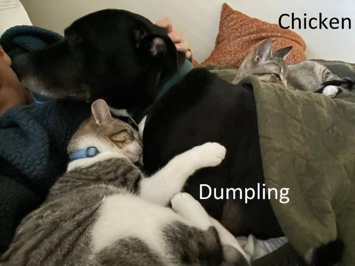 Dumpling 3