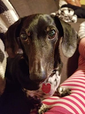 Snickerdoodle, an adopted Dachshund in Naperville, IL_image-1