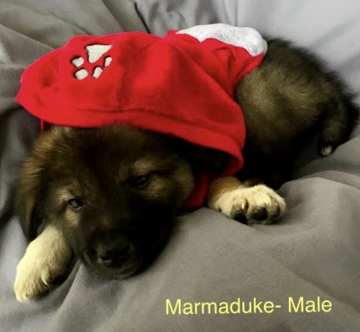 Marmaduke 2