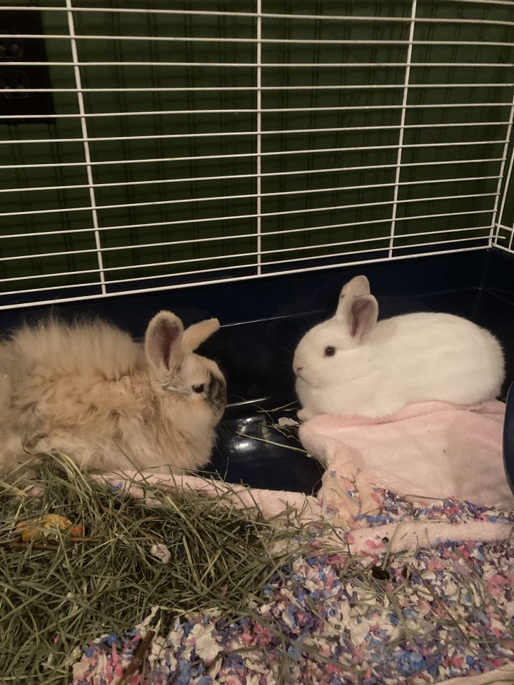 Baby Buns! (Pair of four month olds) 3