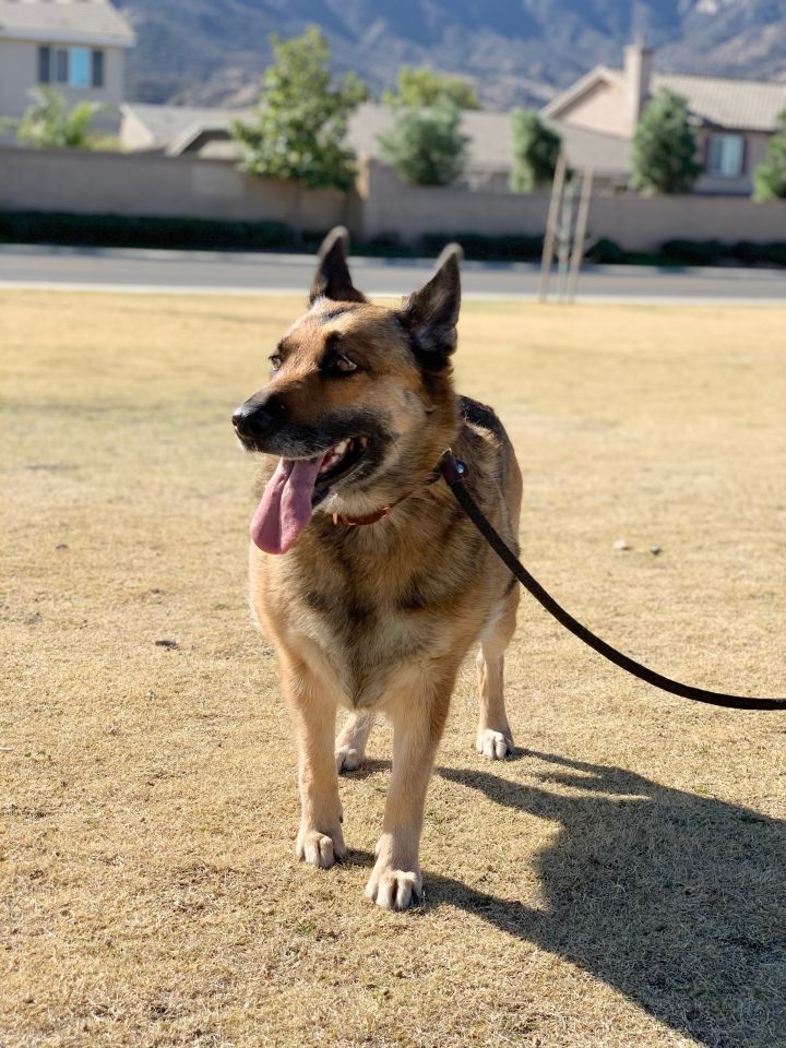 Priscilla, an adopted German Shepherd Dog in Beverly Hills, CA_image-2