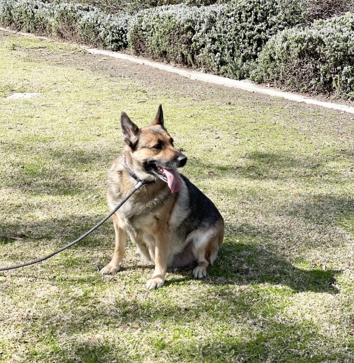 Priscilla, an adopted German Shepherd Dog in Beverly Hills, CA_image-4