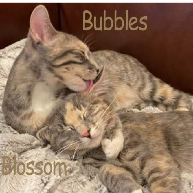 Blossom and Bubbles