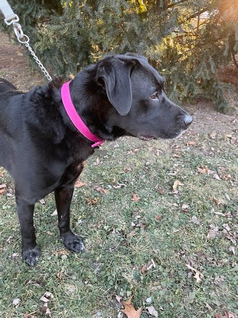 Brody , an adoptable Labrador Retriever in Detroit, MI, 48216 | Photo Image 1