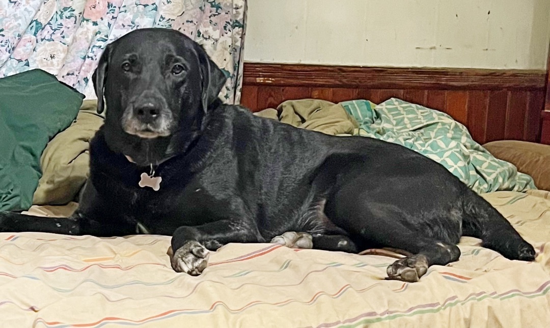 Brody , an adoptable Labrador Retriever in Detroit, MI, 48216 | Photo Image 3
