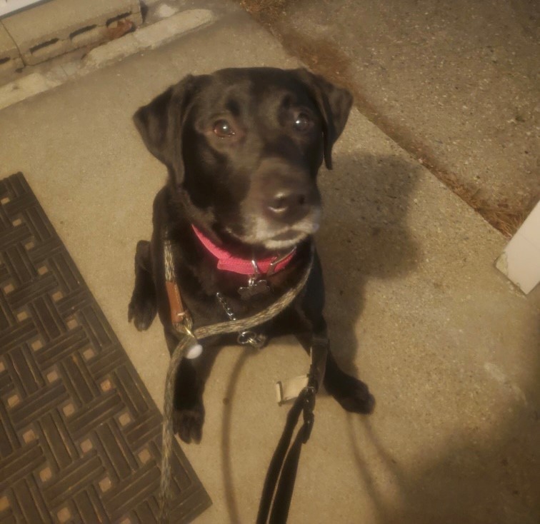 Brody , an adoptable Labrador Retriever in Detroit, MI, 48216 | Photo Image 4