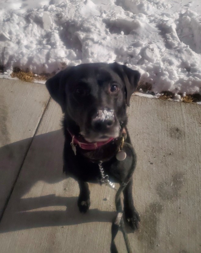 Brody , an adoptable Labrador Retriever in Detroit, MI, 48216 | Photo Image 4