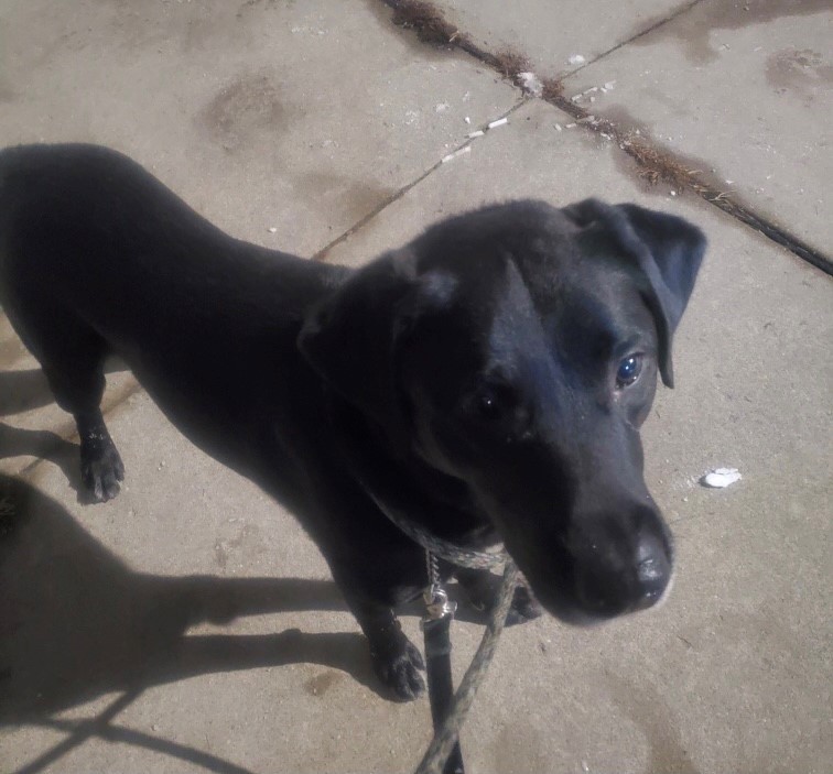 Brody , an adoptable Labrador Retriever in Detroit, MI, 48216 | Photo Image 6