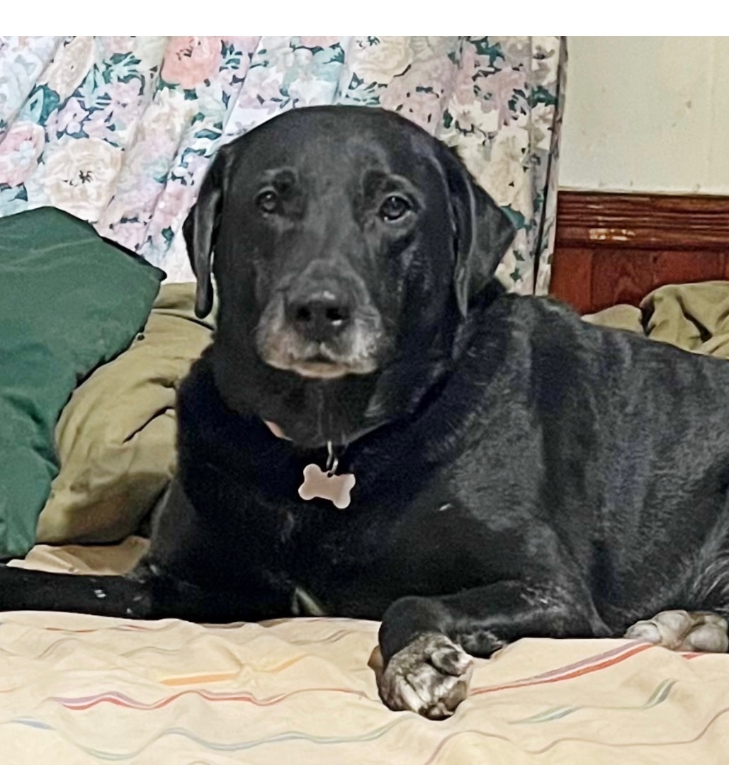 Brody , an adoptable Labrador Retriever in Detroit, MI, 48216 | Photo Image 6