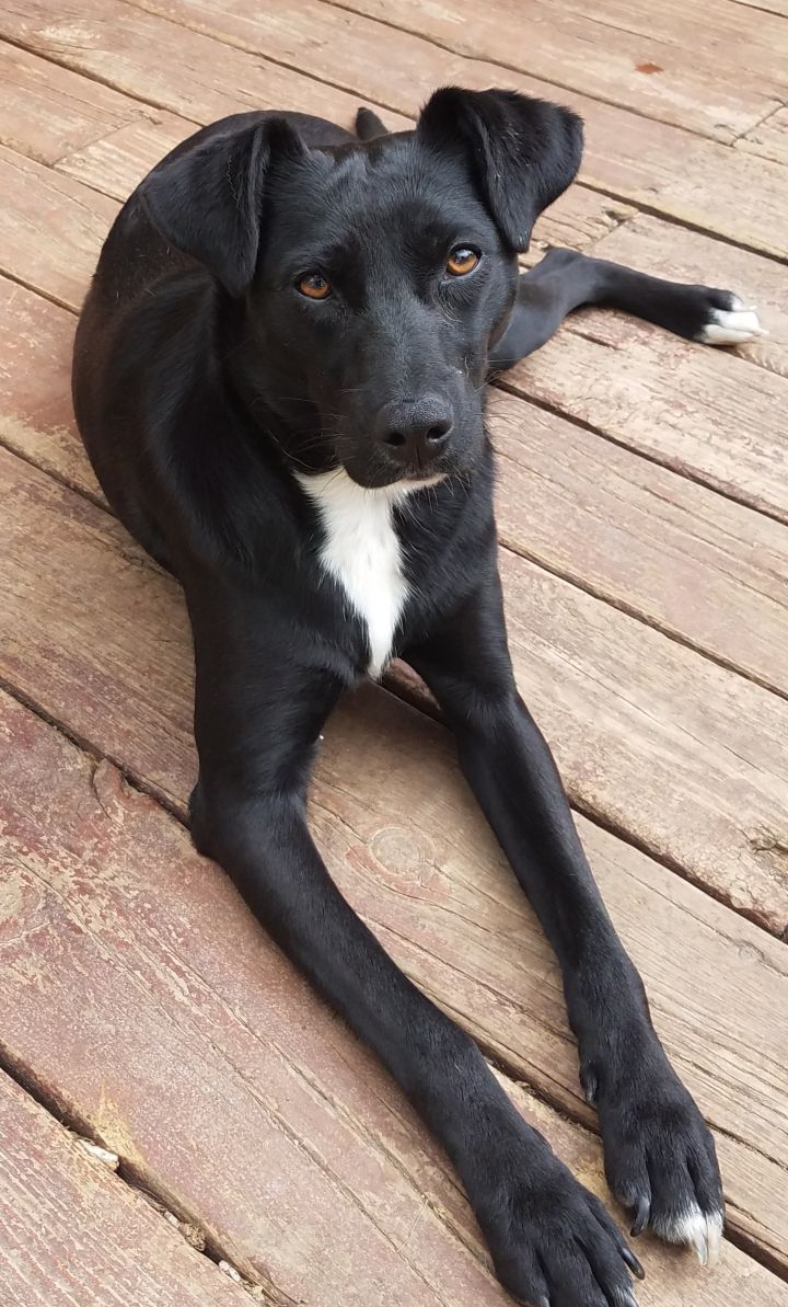 Emmie....(Fee waived!), an adoptable Labrador Retriever & Border Collie Mix in Yorkville, IL_image-1