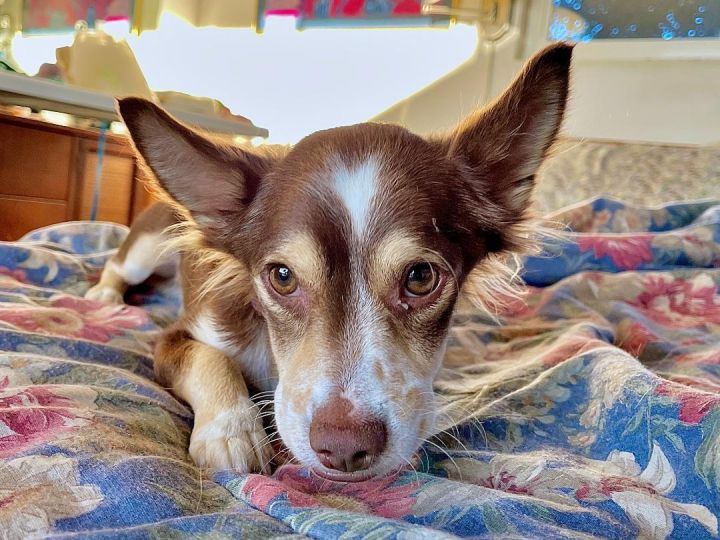 Valentino, an adopted Papillon & Chihuahua Mix in Los Angeles, CA_image-1