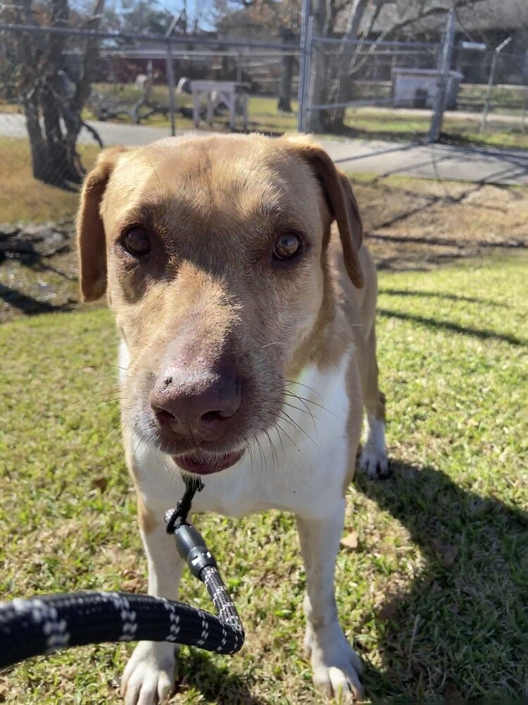 Clooney, an adoptable Mixed Breed in San Leon, TX, 77565 | Photo Image 3