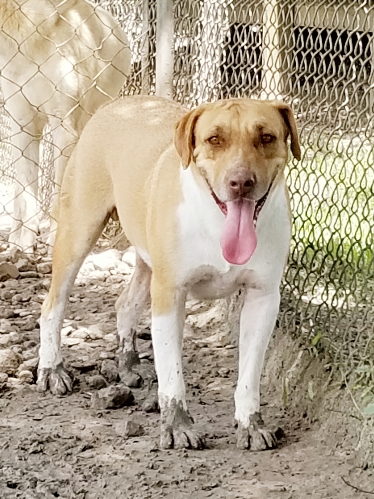 Clooney, an adoptable Mixed Breed in San Leon, TX, 77565 | Photo Image 4