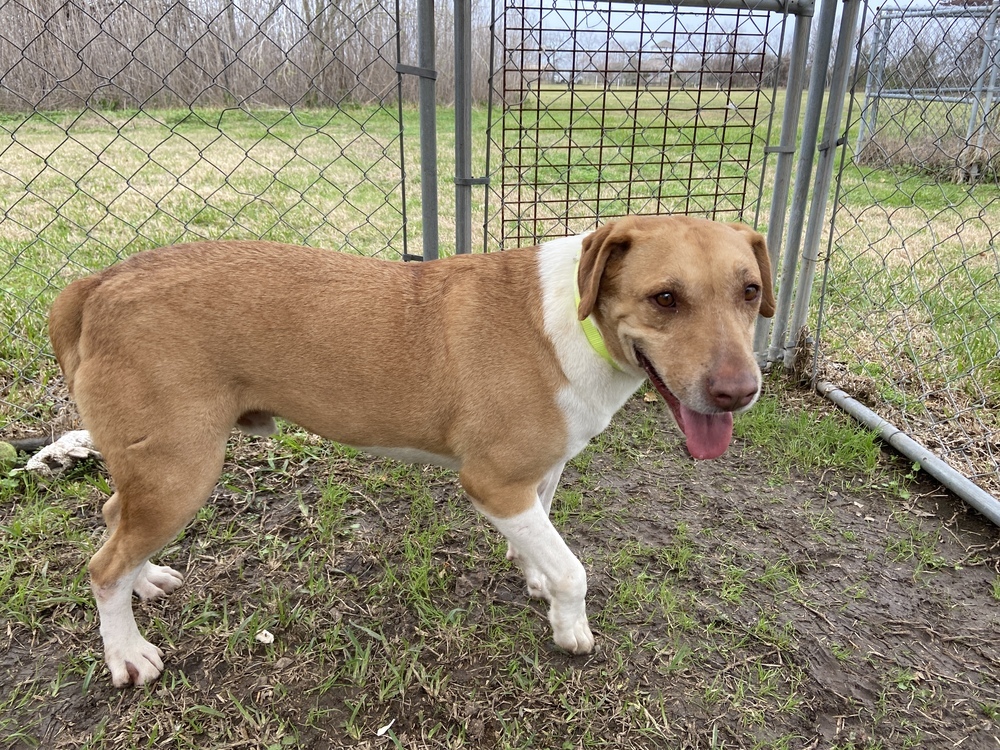 Clooney, an adoptable Mixed Breed in San Leon, TX, 77565 | Photo Image 5