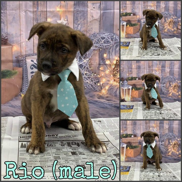 Rio, an adopted Labrador Retriever & Mountain Cur Mix in Lodi, NJ_image-2