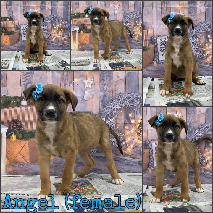 Angel, an adopted Labrador Retriever & Mountain Cur Mix in Lodi, NJ_image-2