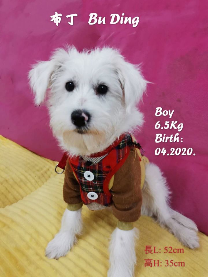 Dog For Adoption Buding A Maltese Coton De Tulear Mix In West Hollywood Ca Petfinder