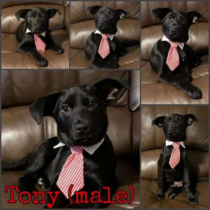 Tony, an adopted Labrador Retriever Mix in Lodi, NJ_image-6