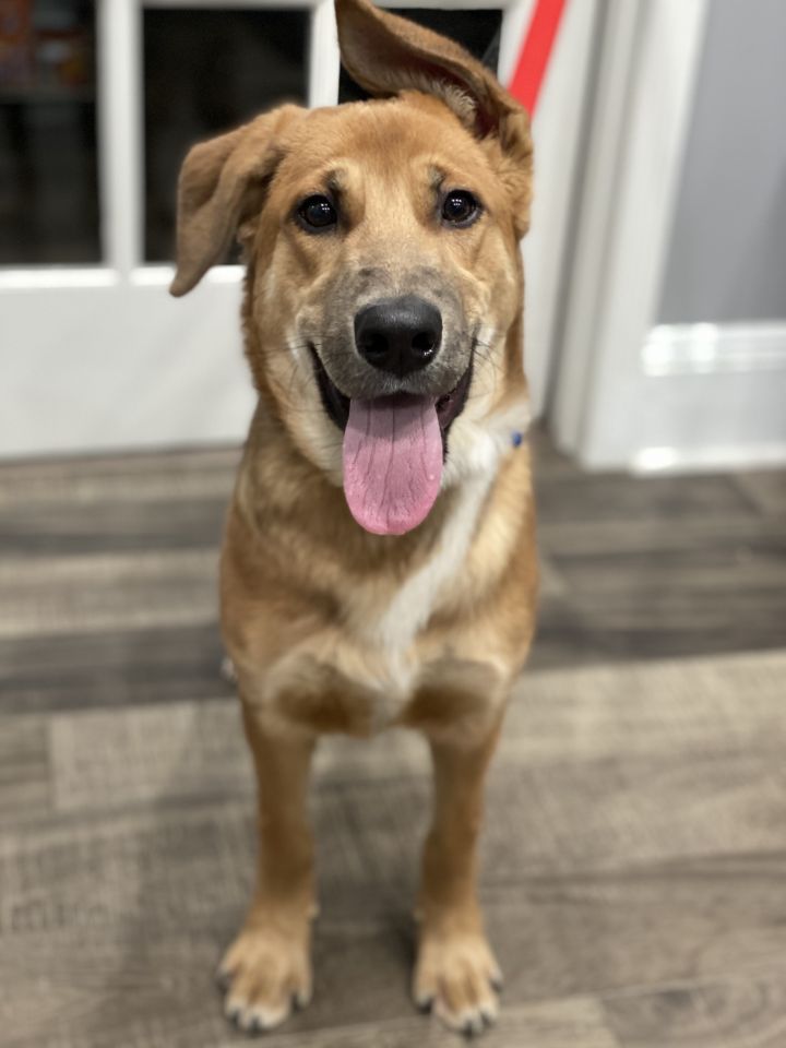 Rufus 1