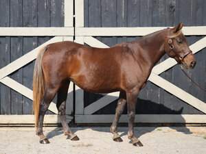 Clarke, an adoptable Rocky Mountain Horse in Nicholasville, KY_image-3